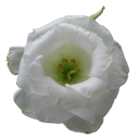 Wild Rose White 1 icon